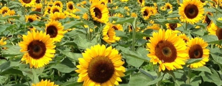31_cropped-sunflowers_WHG-730x285