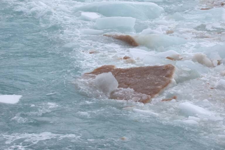 genome-polar-alga-2-770