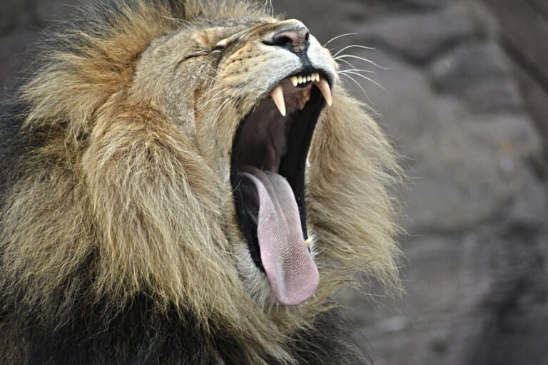 lion-1209525_960_720