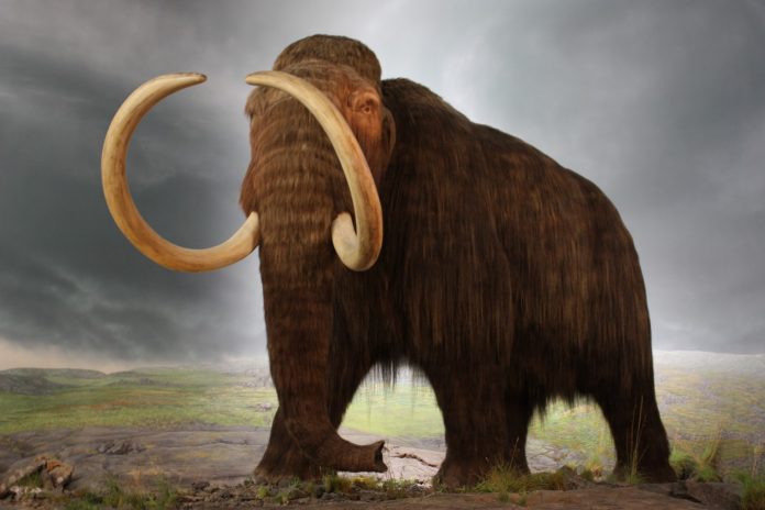 Woolly Boolly! They’re resurrecting the Woolly Mammoth - The Petri Dish