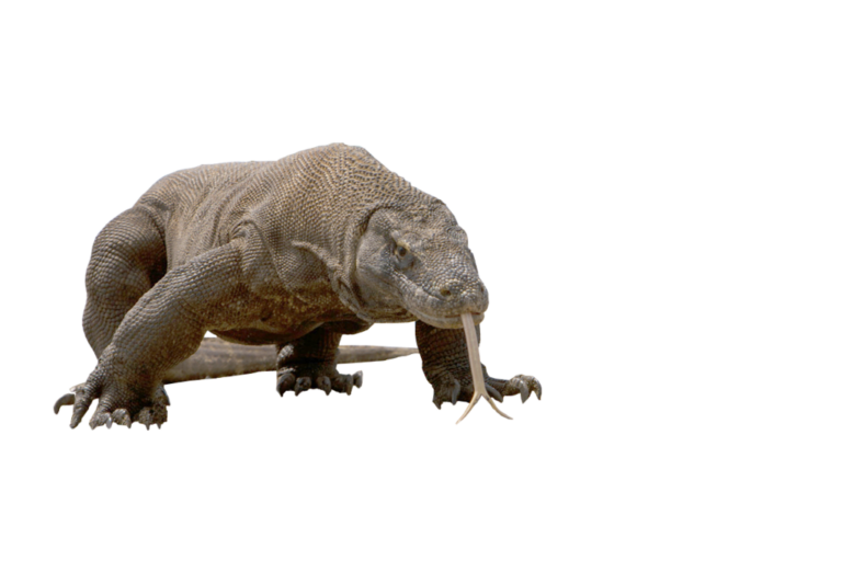 Komodo-Dragon-Free-Download-PNG