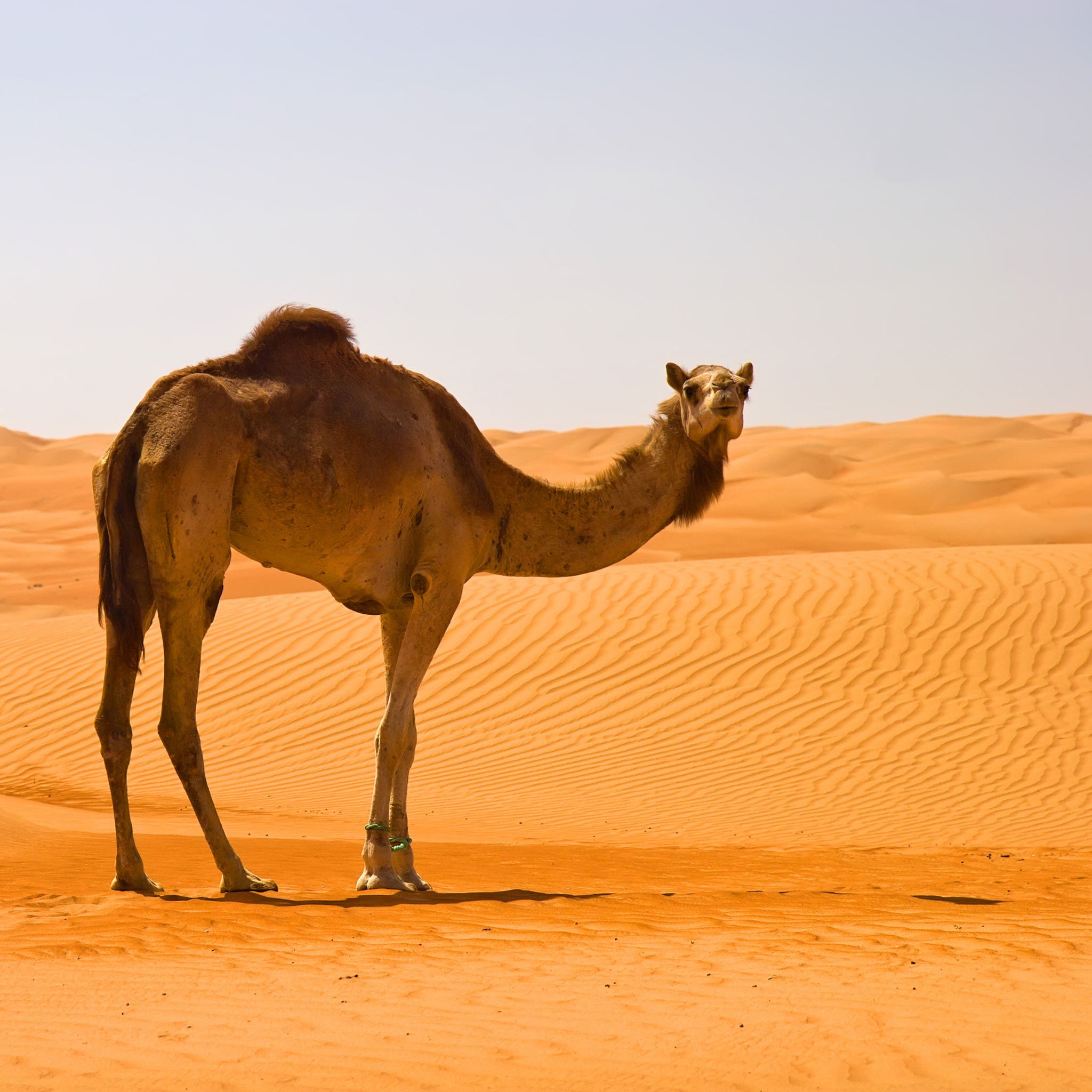 How camels survive in the desert? - The Petri Dish