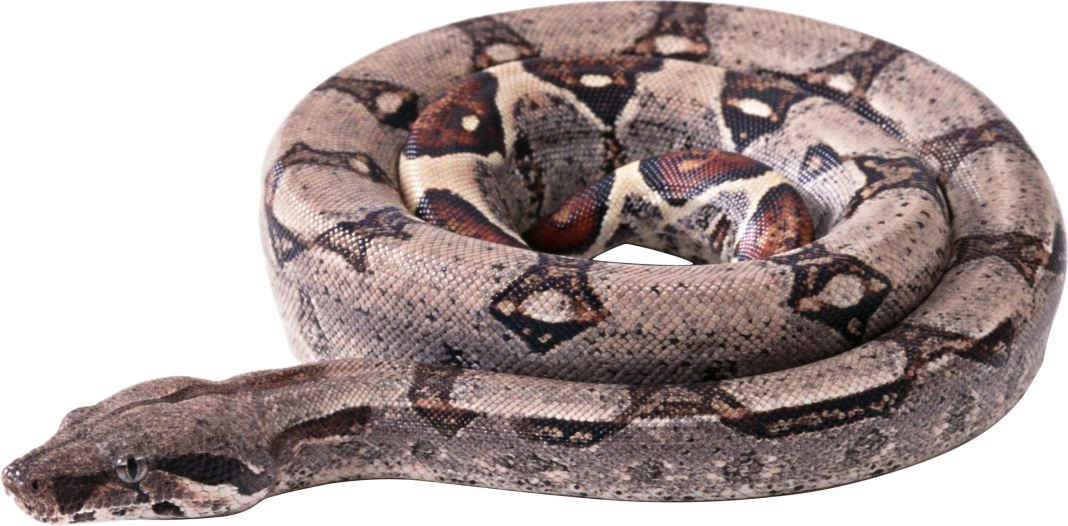 How pythons regenerate their organs - The Petri Dish