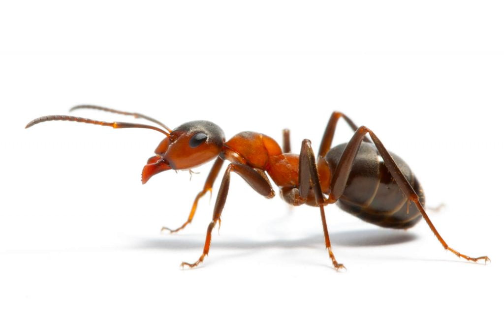 Fire ant venom may lead to psoriasis treatment - The Petri Dish