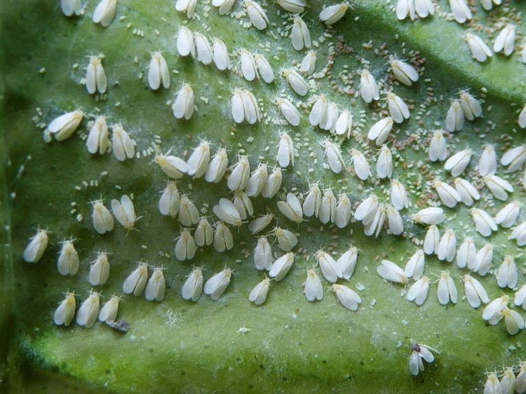 africa-s-most-notorious-insects-the-bugs-that-hit-agriculture-the