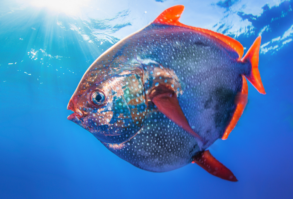 Researchers find world's first warm-blooded fish | The Petri Dish