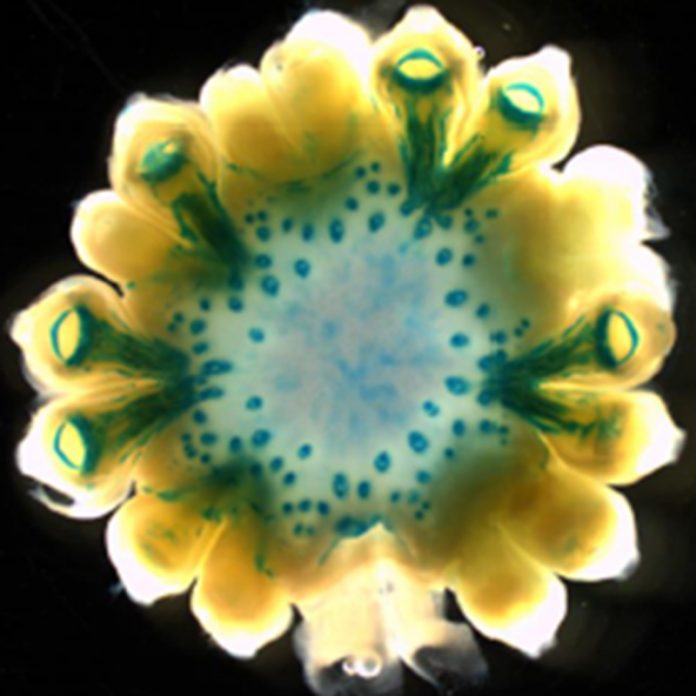 180207-transgenic-maize-TEXT (1) - Copy