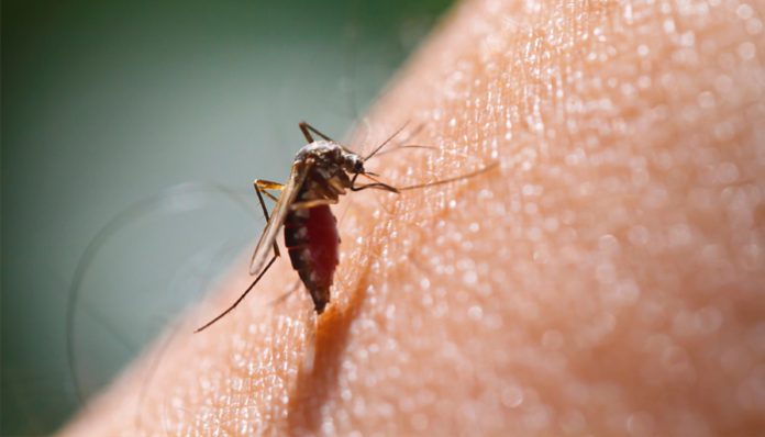 why-we-feel-itchy-after-got-bitten-by-mosquito-the-petri-dish