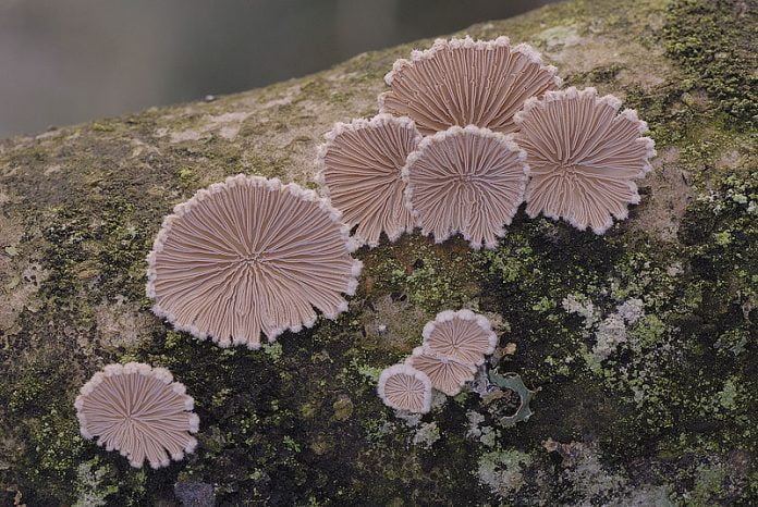 0__DSC6563 Schizophyllum commune