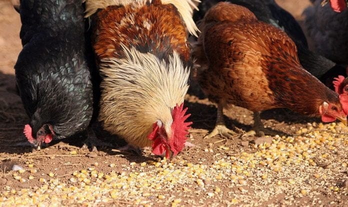 1c4cfb-20140825-chickens - Copy