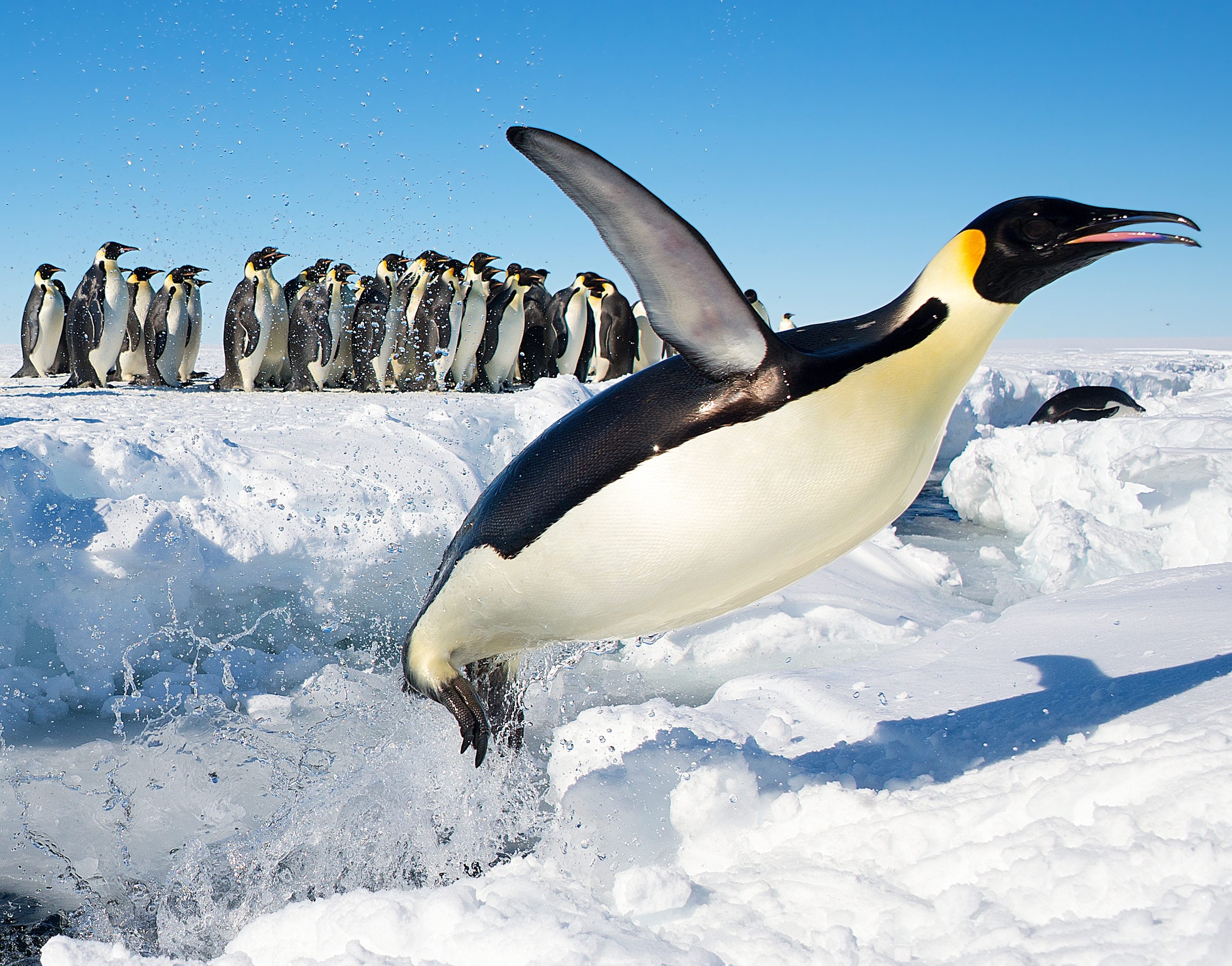 How High Can A Penguin Jump? | The Petri Dish