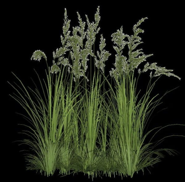 How do plants communicate with each other? The Petri Dish