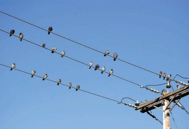 Why don’t birds on power lines get electrocuted? The