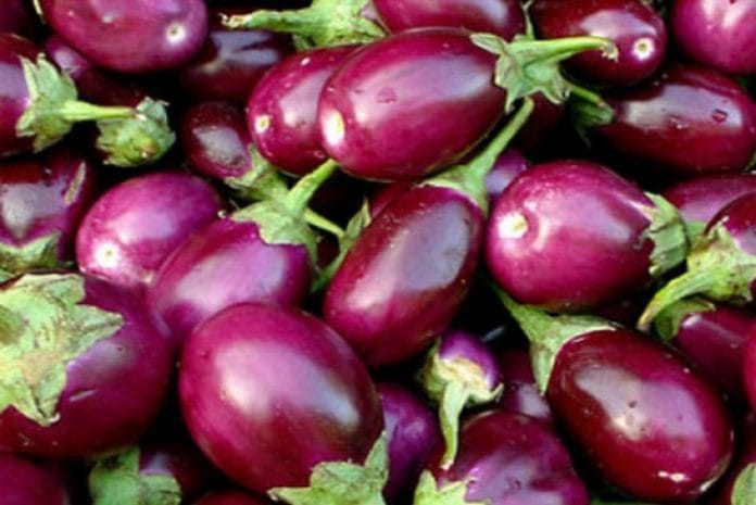 bt brinjal