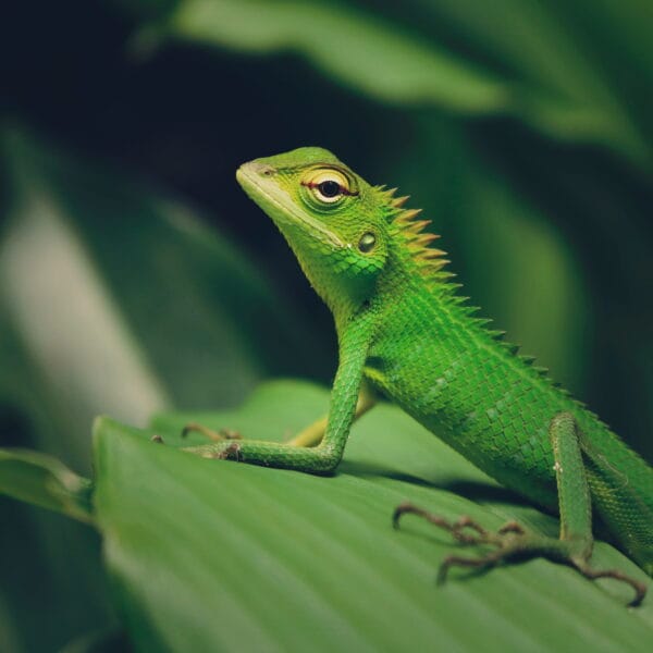 How do lizards drink water? The Petri Dish