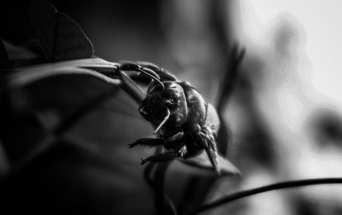 beetle-black-and-white-black-and-white-2525233
