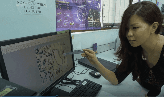 blood vessels on tissue sections (1)