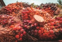 Aqueous stream of palm oil processing yields hidden gem