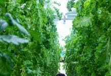 Stuart’s on ‘upward mobility’ with vertical farming