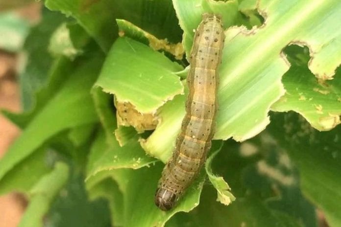 Ramping up the fight against Fall Armyworm - The Petri Dish