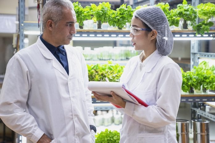 Researcher confirming vegetable growth in greenhouse