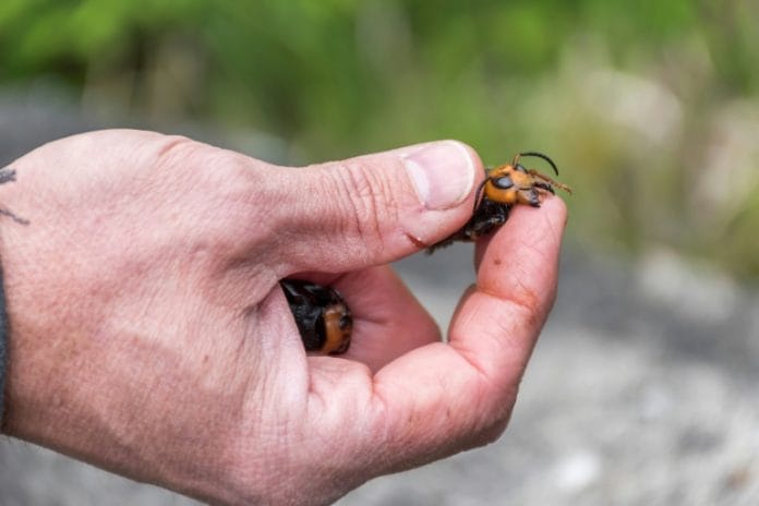 asian-giant-hornet