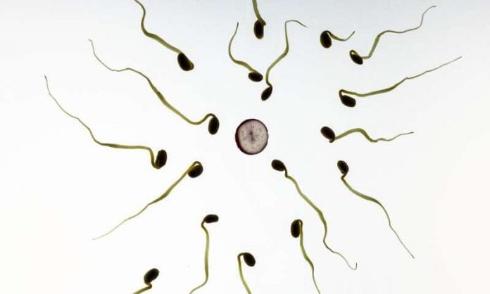 1-sperm