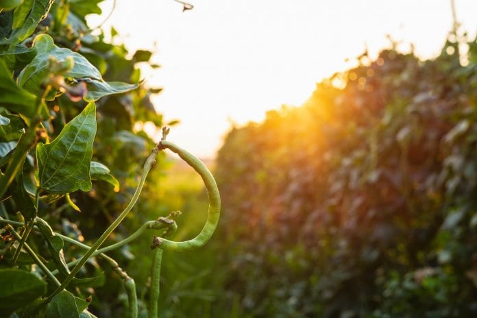 Fresh long beans in a vegetable farm ready to harvest