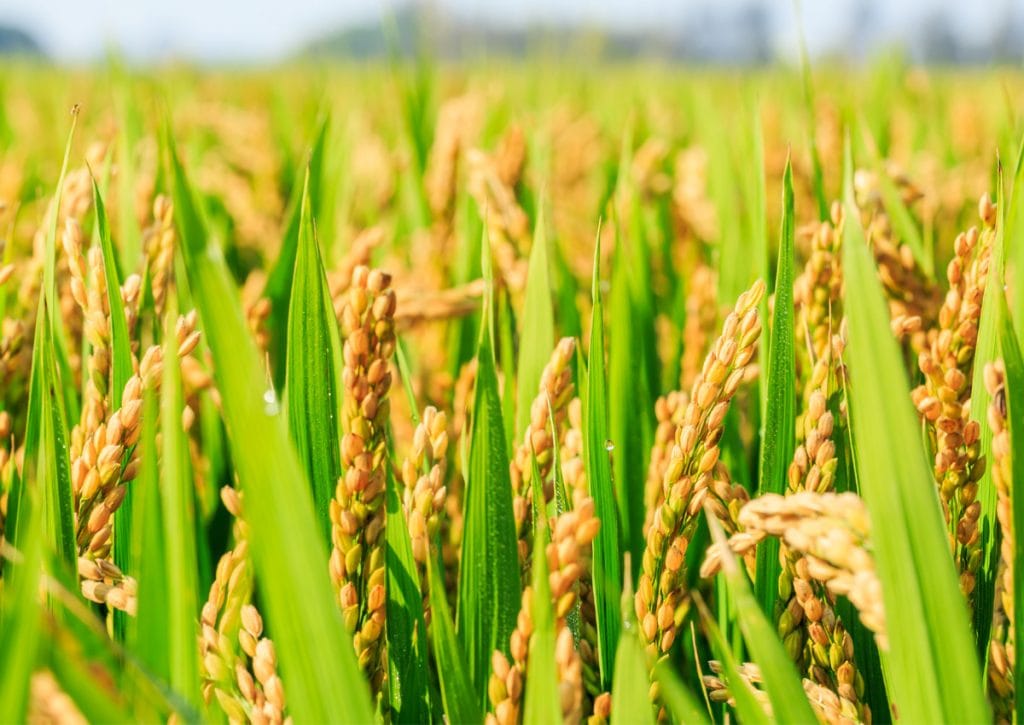 Study shows rising temperatures hurt rice yields The Petri Dish