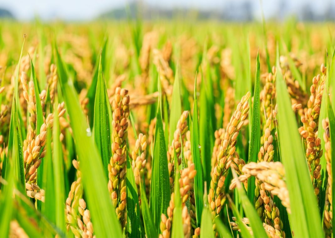 study-shows-rising-temperatures-hurt-rice-yields-the-petri-dish