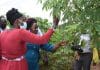 Newly Elected Leaders in Central Uganda Pledge Support for GM Crops