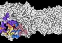 Lessons from the last pandemic point the way toward universal flu vaccines