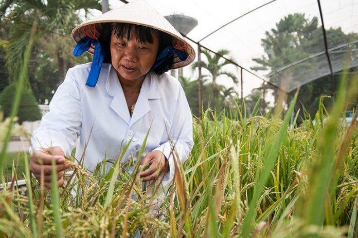 Researchers Report Resequenced Vietnamese Rice Genome - The Petri Dish