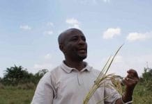 Nitrogen Use Efficient Rice Getting Closer to Farmers’ Fields in Nigeria