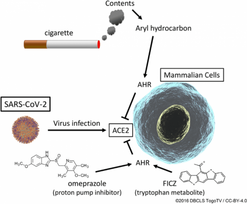 Drugs That Mimic Effects Of Cigarette Smoke Reduce SARS CoV 2 S Ability   Schematic Representation Of Effects Of AHR Agonists 1024x848 