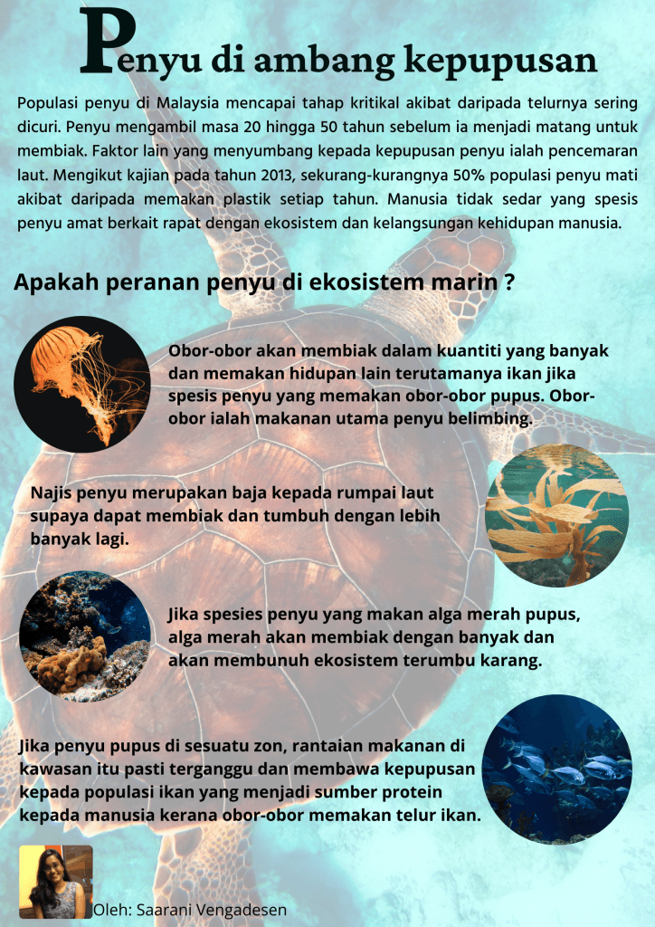 Penyu di ambang kepupusan - The Petri Dish