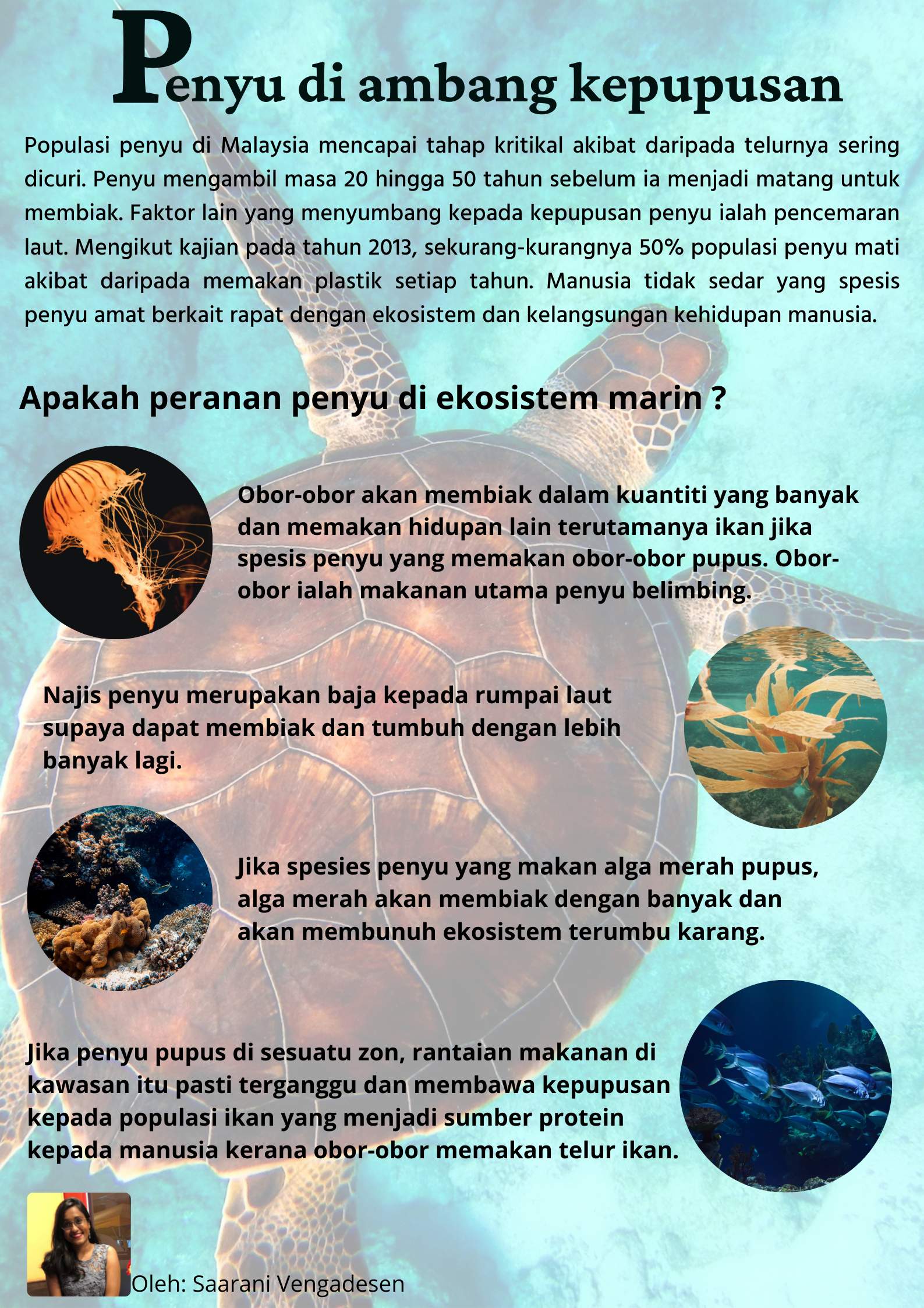 Spesies penyu di malaysia