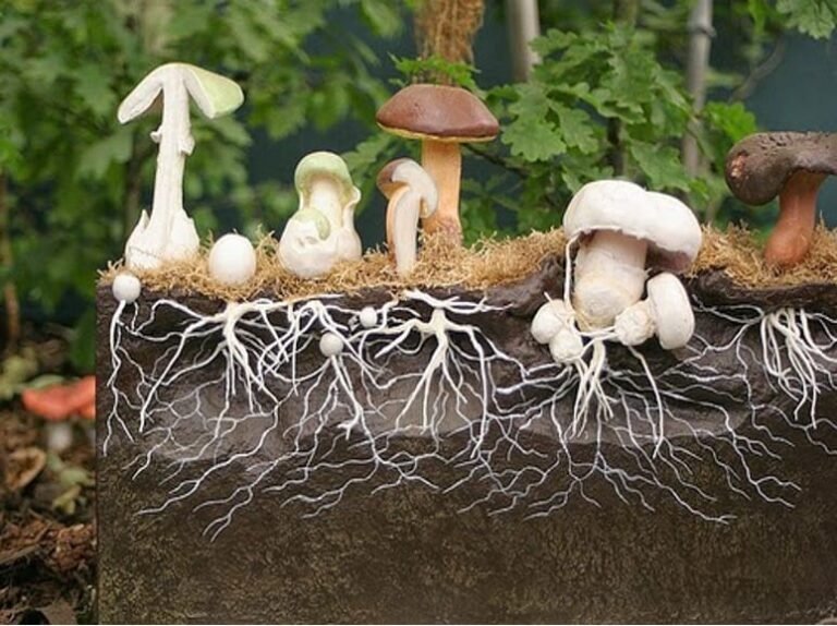 MUSHROOM