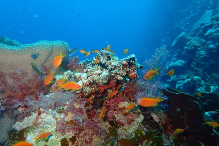 Coral-reef-Dr-Wee-scaled-1