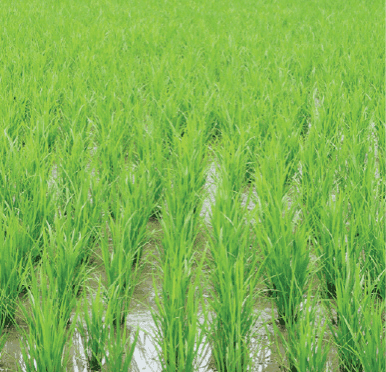small-scale farmers in Africa