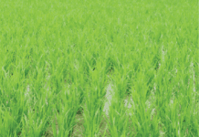 small-scale farmers in Africa