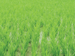 small-scale farmers in Africa