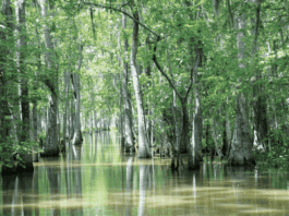 climate and water cycle