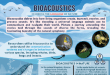 bioacoustics research in animals