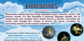 bioacoustics research in animals