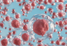 mesenchymal stem cells