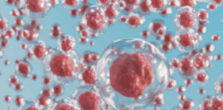 mesenchymal stem cells