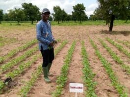 GMOs in Ghana