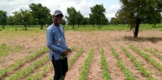 GMOs in Ghana