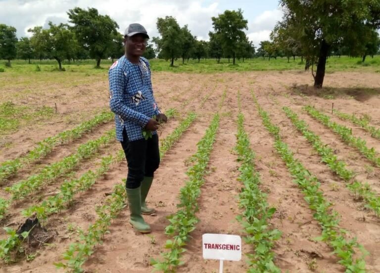 GMOs in Ghana